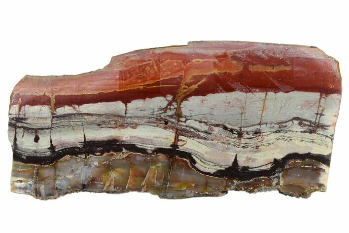 Stromatolite Slice - Pilbara, Australia ( Billion Years) #180184